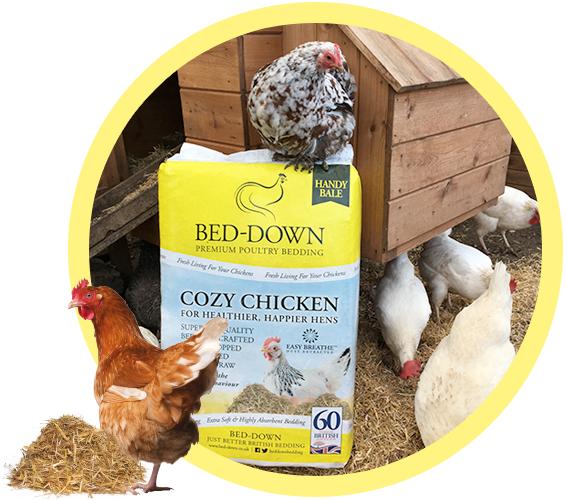 Cozy Chicken Bedding