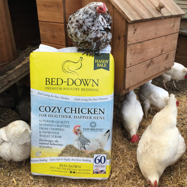 Chickens With Cozy Chicken